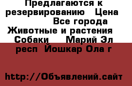 Предлагаются к резервированию › Цена ­ 16 000 - Все города Животные и растения » Собаки   . Марий Эл респ.,Йошкар-Ола г.